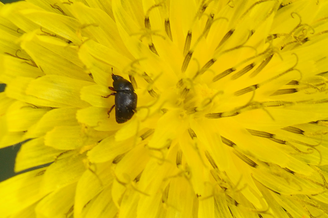 Meligethes sp. (Nitidulidae)
